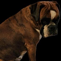 Ginger - Boxer
