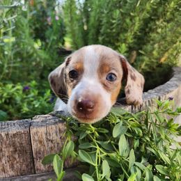 Dachshund Puppies from Bluegum Dachshunds