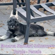 Girl 4 - Standard Schnauzer puppy in Houston, Texas from Monarca Standard Schnauzers
