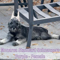 Girl 4 - Standard Schnauzer puppy in Houston, Texas from Monarca Standard Schnauzers