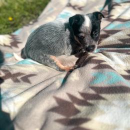 Rowan - boy 2800 - Blue speckled male Australian Cattle Dog puppy in Kalispell, Montana from BTR Australian Cattle Dogs