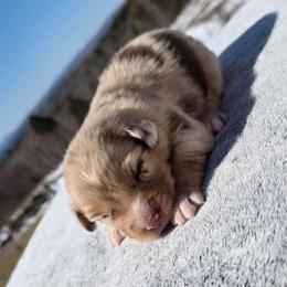 Girl 1 - Red merle female Australian Shepherd puppy in Solon, Maine from Mountain Range Australian Shepherds
