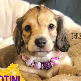 Rotini - Cream female Dachshund puppy in Parma, Idaho from Terracane Dachshunds & Sunwell Golden Retrievers