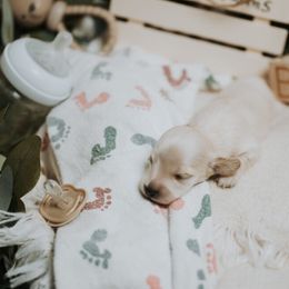 Boy 2 - Cream male Dachshund puppy in Staley, North Carolina from Langley Farms Dachshunds
