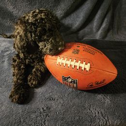 Goldendoodle Puppies from Hampton Blu Doodles