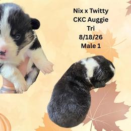 Male 1 - Black and white male American Corgi puppy in Campbellsburg, Indiana from Kates Corgis