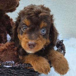 Macchiato (Mack) - Red phantom male Aussiedoodle puppy in Haleyville, Alabama from The Cuddly Dood Ranch