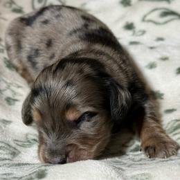 Sterling - Dapple male Dachshund puppy in Salem, Oregon from Longdox Mini Dachshunds