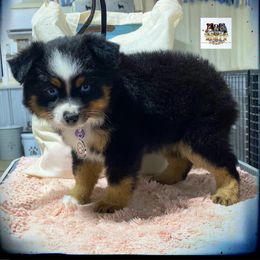 Toy Australian Shepherd Puppies from Diamond Bar N Ranch