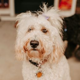Chloe - Goldendoodle