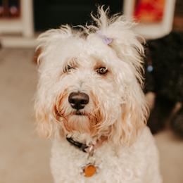 Chloe - Goldendoodle