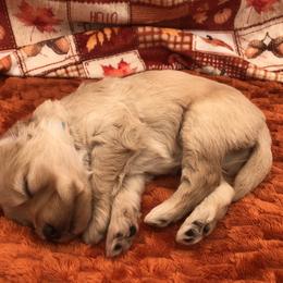 Blue White - Apricot male Goldendoodle puppy in Medina, Ohio from Farmer Doodles