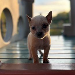 Hickory - Fall Sale - Red mottled female Australian Cattle Dog puppy in Oronogo, Missouri from Dutton's Show Me Farms
