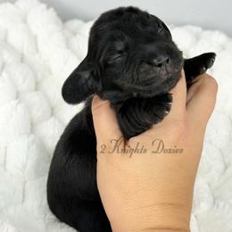 Holly - Black and cream female Dachshund puppy in New Braunfels, Texas from 2 Knights Doxies