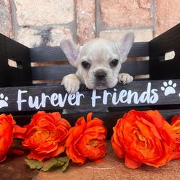 White - Cream female French Bulldog puppy in Tucson, Arizona from Furever Friends