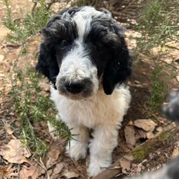Boy 1- Fujimoto - Parti Poodle puppy in Troy, Virginia from Stewart’s Standards