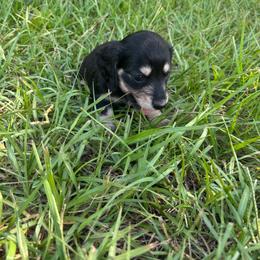 White collar - Black and cream female Dachshund puppy in Eustis, Florida from K8’s Dachshunds