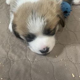 Pembroke Welsh Corgi Puppies from Stoutmeyer's Pembroke Welsh Corgis