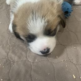Pembroke Welsh Corgi Puppies from Stoutmeyer's Pembroke Welsh Corgis