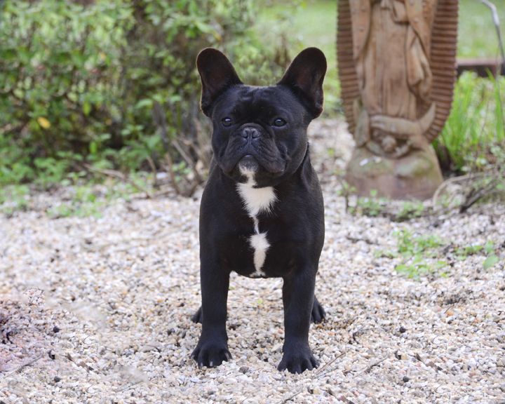 BANDOG FRENCH BULLDOGS - Louisiana