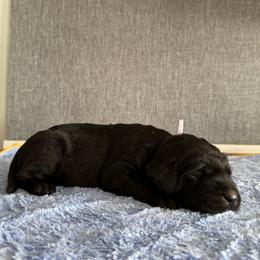 Kai - Black male Labrador Retriever puppy in Richfield, Utah from Stormy River Retrievers