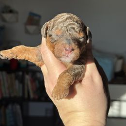 Mae - Merle female Bernedoodle puppy in Hillsboro, Oregon from Myt fine doodles