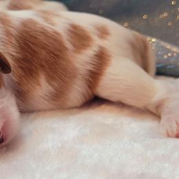 Boy 1 - Blenheim male Cavalier King Charles Spaniel puppy in Castorland, New York from Faithful Friends Cavaliers