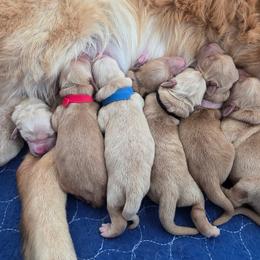 Golden Retriever puppies from Sydney’s Goldens
