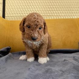 Didi - Apricot female Goldendoodle puppy in Davie, Florida from Daviegoldendoodles