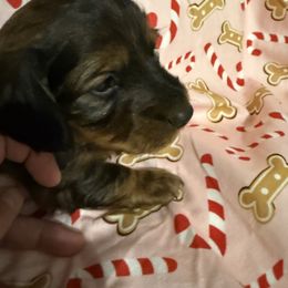 Frosty - Sable male Dachshund puppy in Buckeye, Arizona from Ryder's Roundup