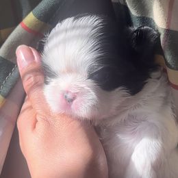 Panda - Black and white Shih Tzu puppy in Frederick, Maryland from Shih Tzu Puppy in Maryland