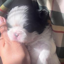 Panda - Black and white Shih Tzu puppy in Frederick, Maryland from Shih Tzu Puppy in Maryland