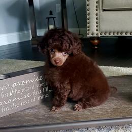 Poodle Puppies from Puppy Love 4ever