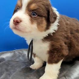 Blue Collar RTM - Red tri-color male Miniature American Shepherd puppy in Lexington, Kentucky from Deuce's Den