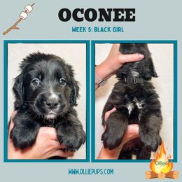 Oconee - female Golden Mountain Dog puppy in Boiling Springs, South Carolina from OlliePups, LLC