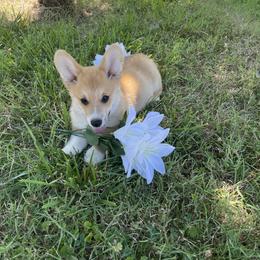 Pembroke Welsh Corgi Puppies from Music City Pembroke Corgis