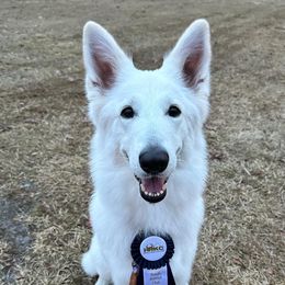 Nova - Berger Blanc Suisse