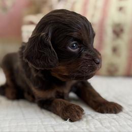 Memory - Chocolate female Cavapoo puppy in Beckley, West Virginia from By Design Doodles