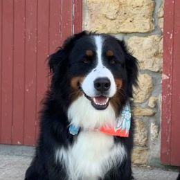 Bernedoodles and Bernese Mountain Dogs from Bernedoodles by Zee and Jewel