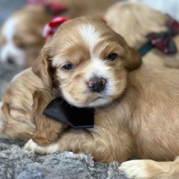 Cocker Spaniel Puppies from Bella Cavalier and Cockers