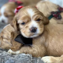 Cocker Spaniel Puppies from Bella Cavalier and Cockers