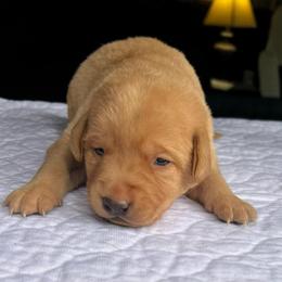 Green Boy - Yellow male Labrador Retriever puppy in Monticello, Georgia from Hollow Meadows Retrievers