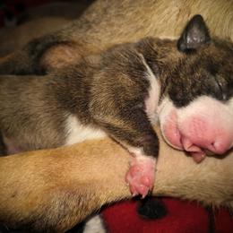 Girl 1 - Brindle and white female Miniature Bull Terrier puppy in Denton, North Carolina from Rossi River Minibulls