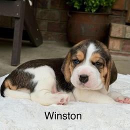 Winston - Black white and tan male Beagle puppy in Mansfield, Missouri from Rippee Creek Kennel