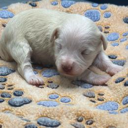Loretta - Wheaten female Miniature Schnauzer puppy in Brundidge, Alabama from Deez Pups Magnificent Schnauzers
