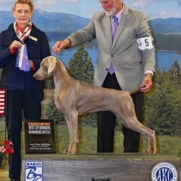 Haze - Weimaraner