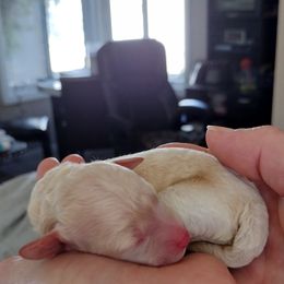 Poodle Puppies from Silver Stars Toy Poodles