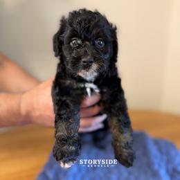 Pancake - Black and white female Aussiedoodle puppy in Cassville, Wisconsin from Storyside Kennels
