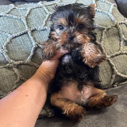 Romeo - Black and gold male Yorkshire Terrier puppy in Fredericksburg, Indiana from Yorkie Blessings