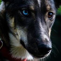 Alaskan Huskies from Dream Walker Kennels